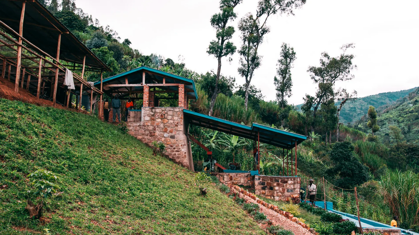 Coffee Of The Moment 41 (Shyira Farmers | Volcanic Soil Anaerobic Washed)