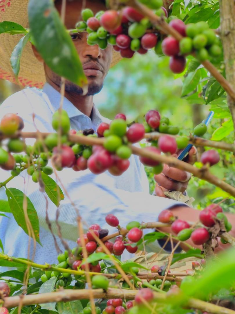 Supernatural (Abedo Abamecha - Ethiopian Heirloom Natural)