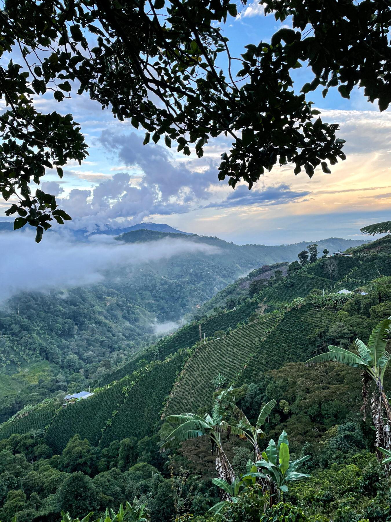 Coffee Of The Moment 29