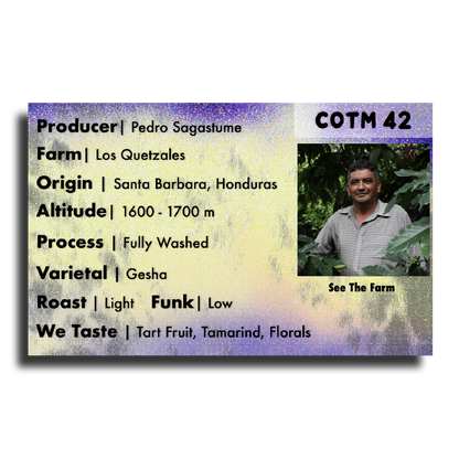 Coffee Of The Moment 42 (Pedro Sagastume | Los Quetzales Gesha)
