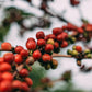 Coffee Of The Moment 43 (Bumbogo Farmers | Rwandan Bourbon Natural)