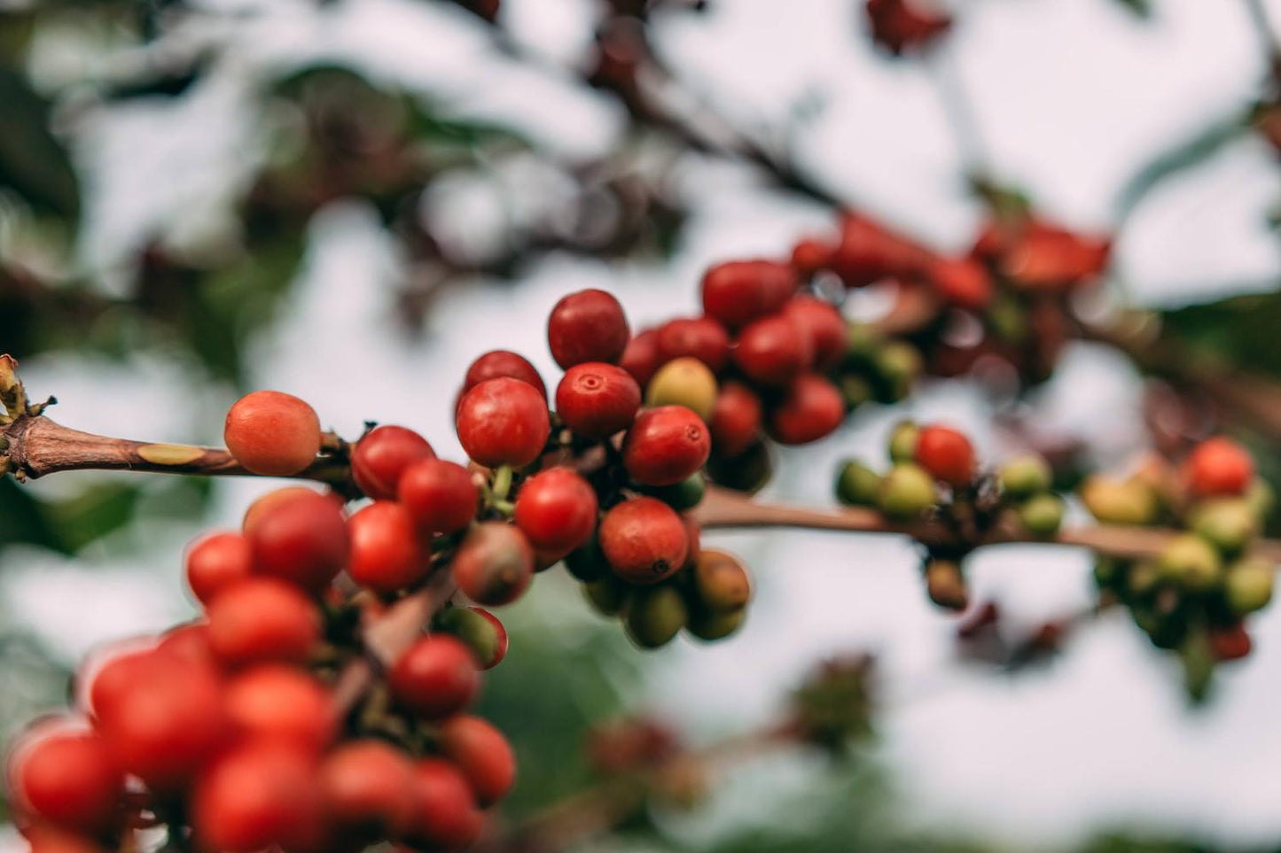 Coffee Of The Moment 43 (Bumbogo Farmers | Rwandan Bourbon Natural)