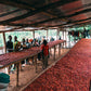 Coffee Of The Moment 43 (Bumbogo Farmers | Rwandan Bourbon Natural)