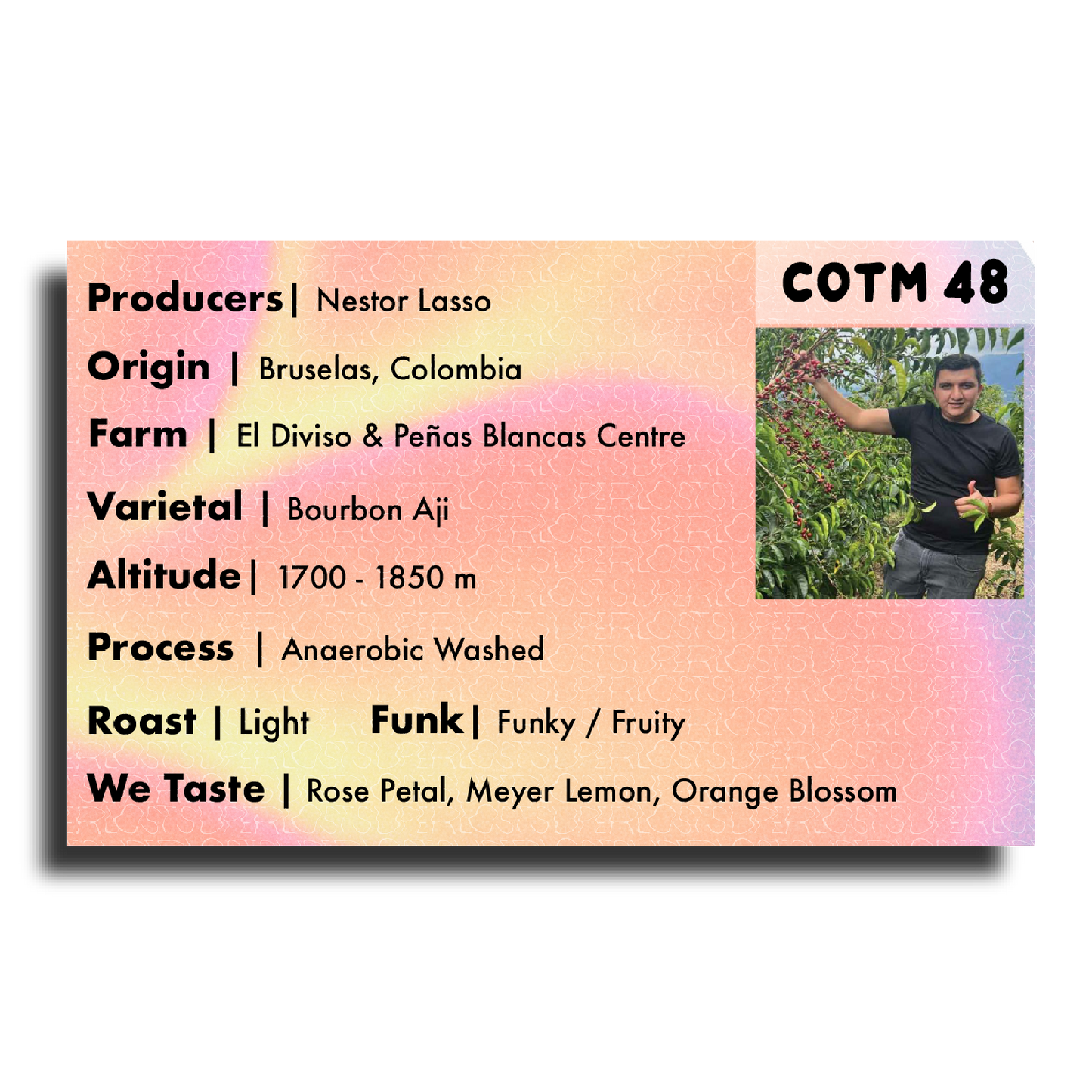 Coffee Of The Moment 48 (Nestor Lasso | Bourbon Aji Anaerobic Washed)