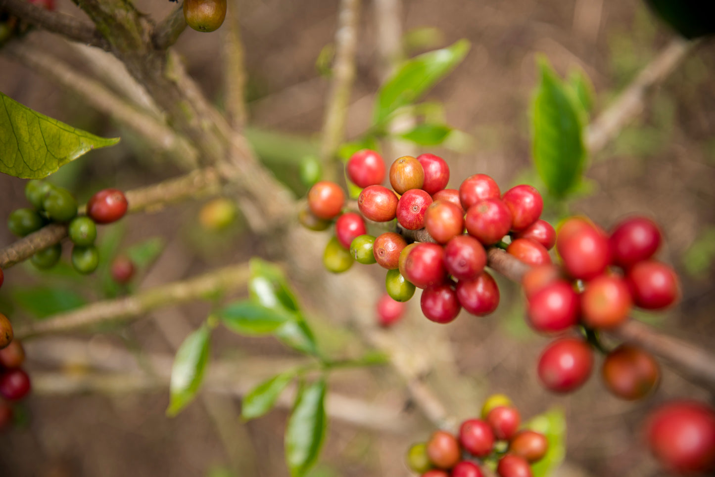 COTM 35 (Diego Bermudez | Red Plum Yeast Thermal Shock)