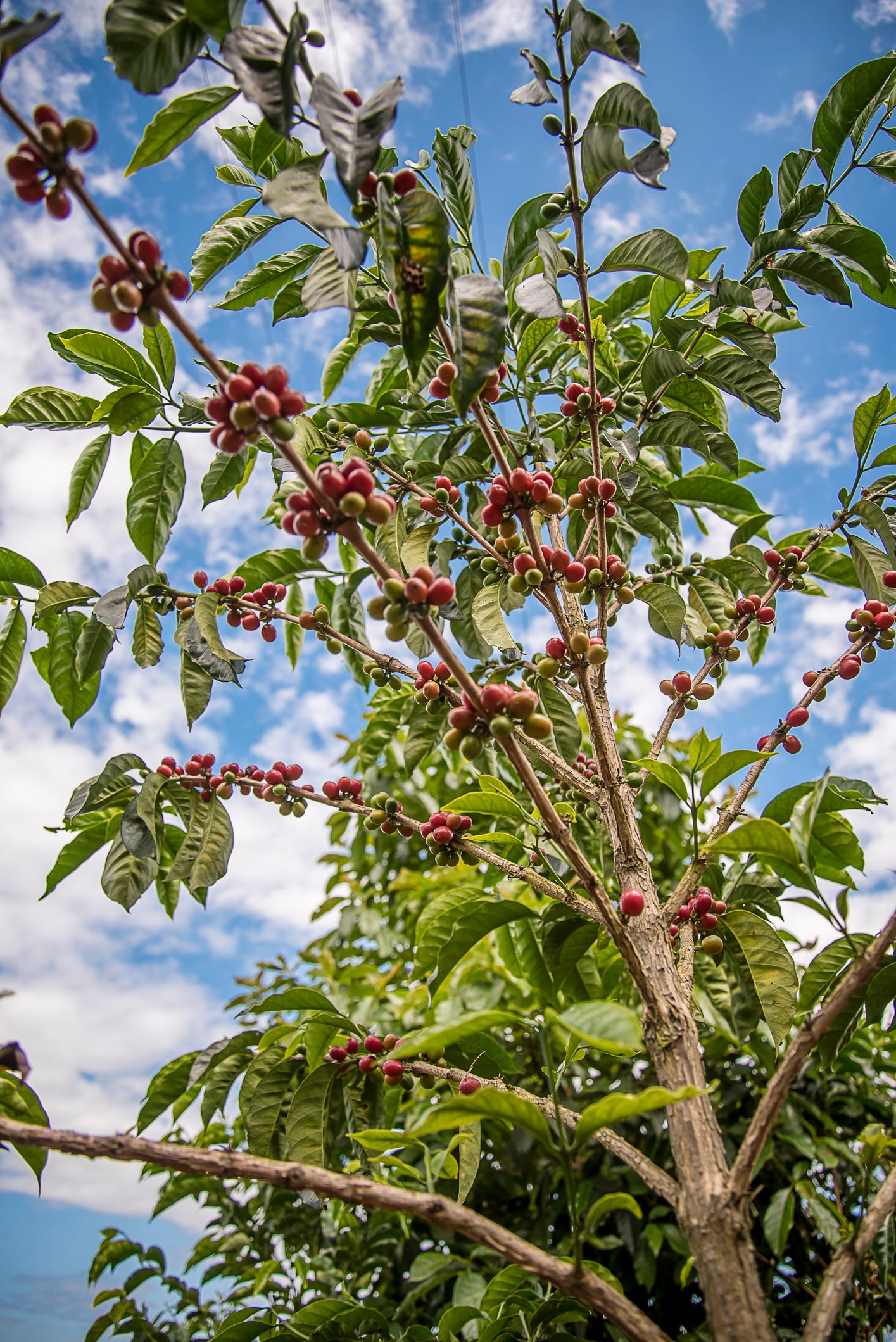 COTM 35 (Diego Bermudez | Red Plum Yeast Thermal Shock)