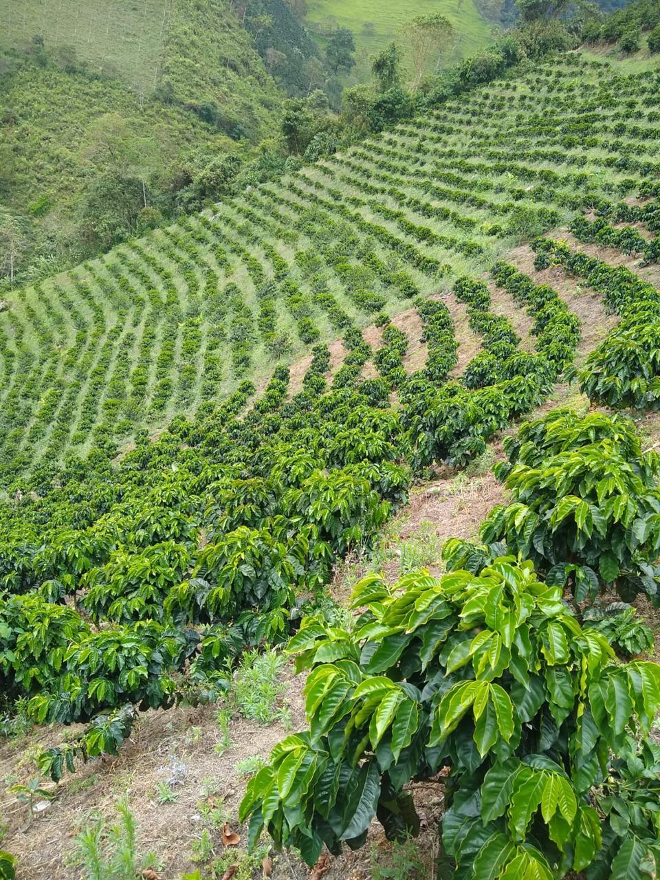 COTM 33 (Juan David Chinchilla | Anaerobic Pink Bourbon)