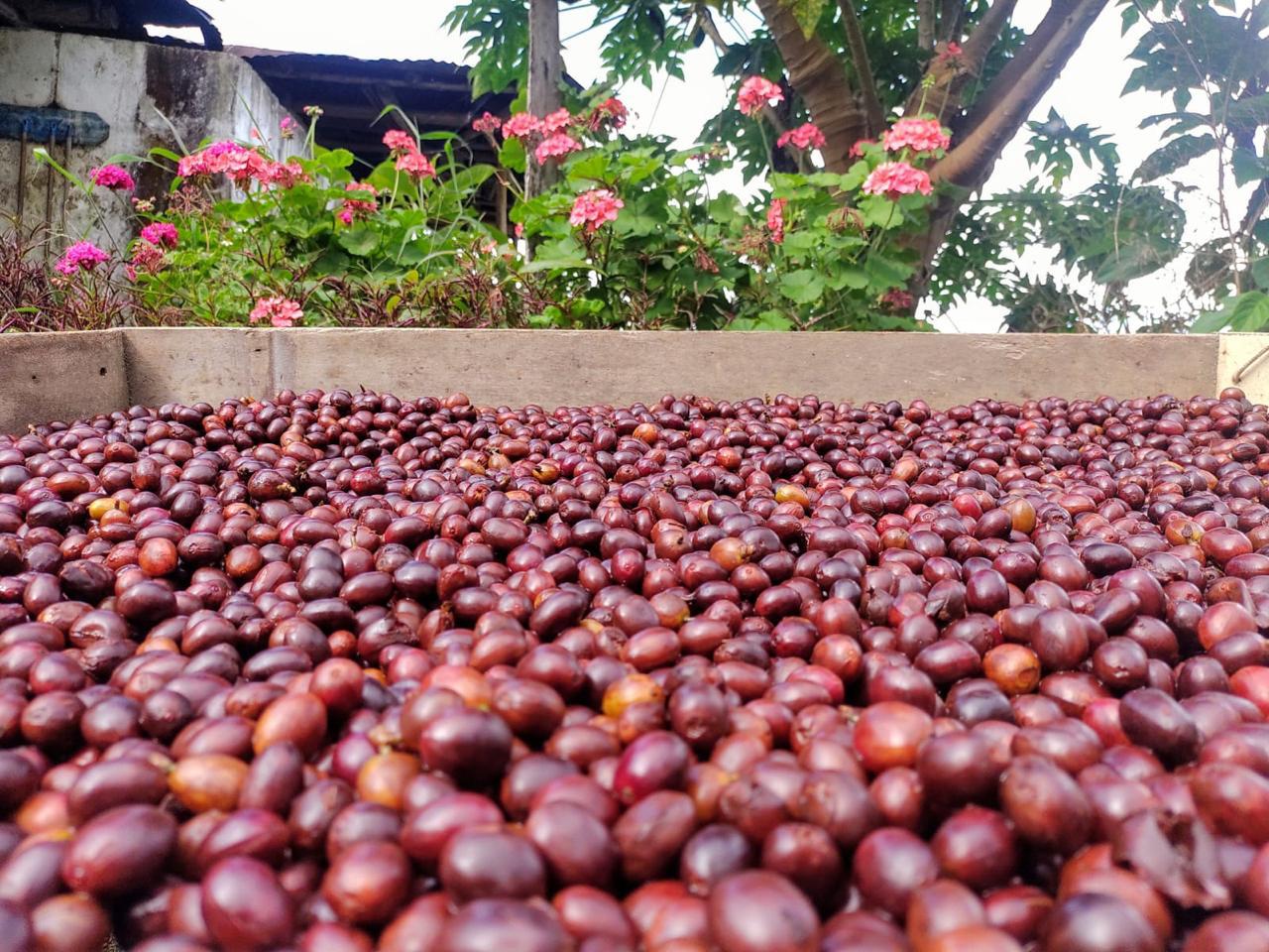 COTM 33 (Juan David Chinchilla | Anaerobic Pink Bourbon)