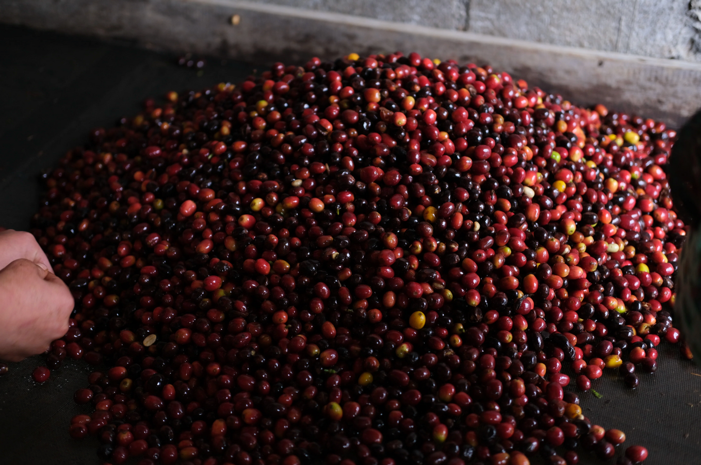 Coffee Of The Moment 42 (Pedro Sagastume | Los Quetzales Gesha)