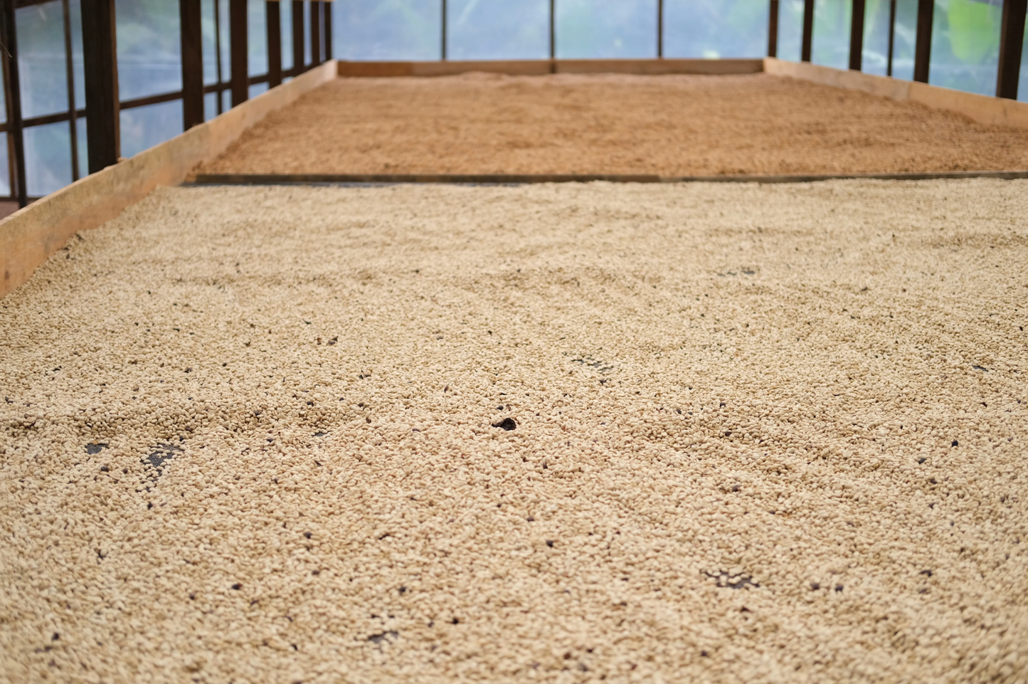 Coffee Of The Moment 42 (Pedro Sagastume | Los Quetzales Gesha)