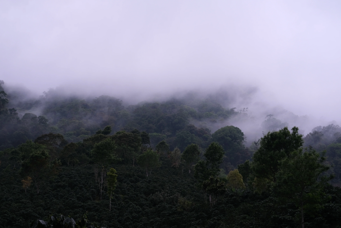 Coffee Of The Moment 42 (Pedro Sagastume | Los Quetzales Gesha)