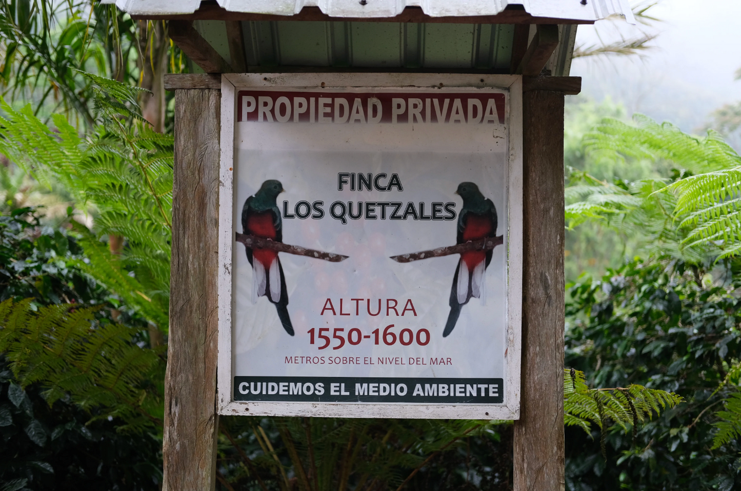 Coffee Of The Moment 42 (Pedro Sagastume | Los Quetzales Gesha)
