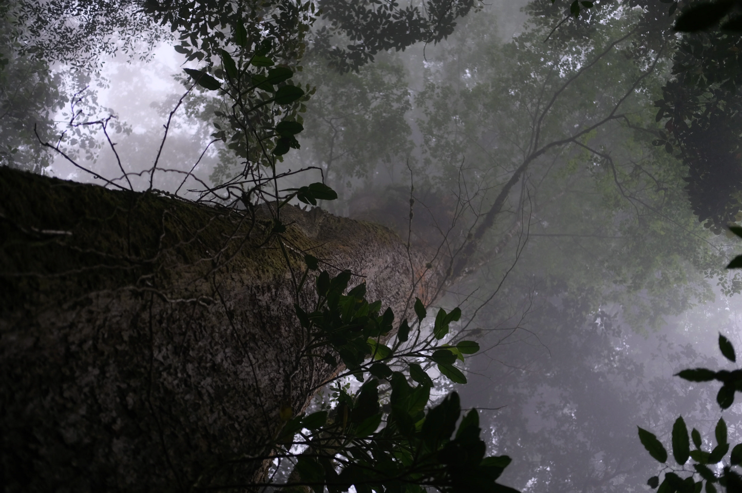 Coffee Of The Moment 42 (Pedro Sagastume | Los Quetzales Gesha)