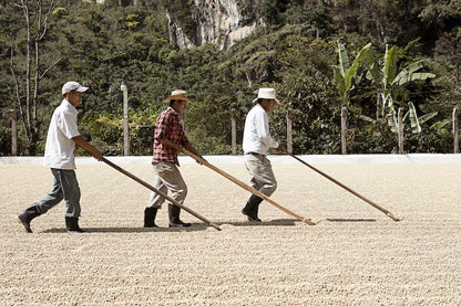 Coffee Of The Moment 30 (San Ramón | 3 Generation Guatemala Gesha)