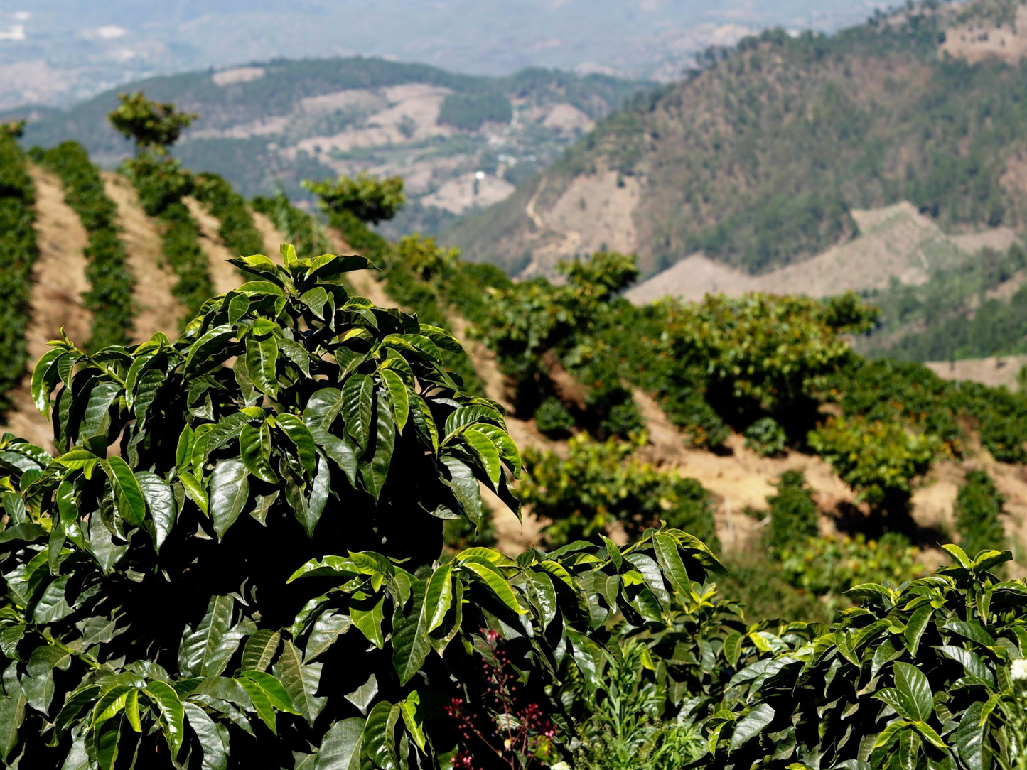 Coffee Of The Moment 27