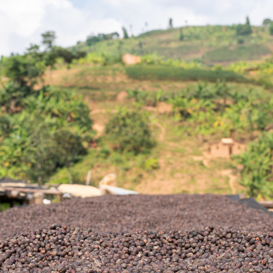 Supernatural (Ryamukona Izuba - Sun dried Natural)