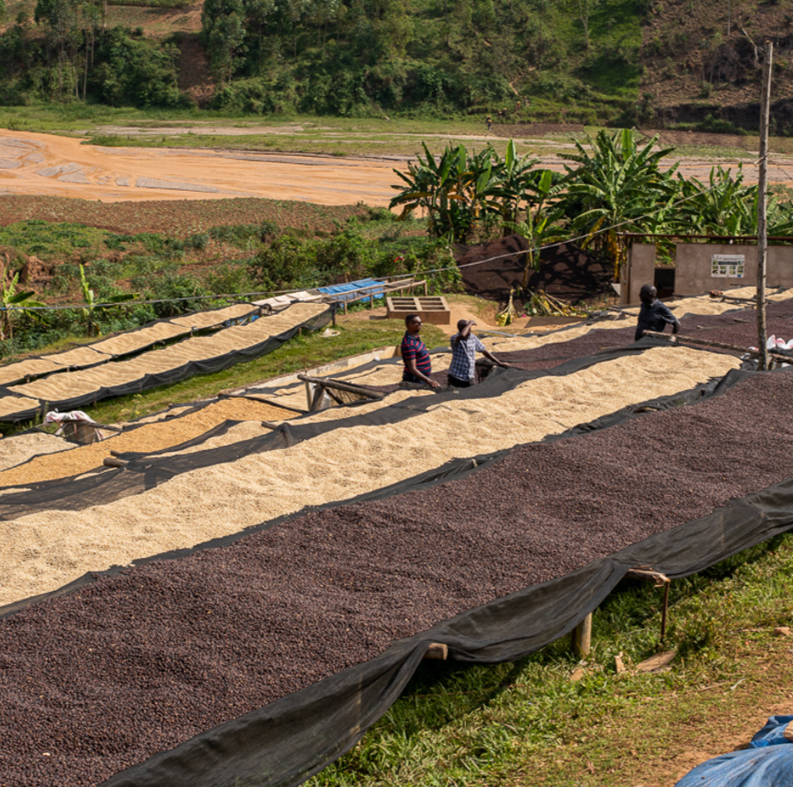 Supernatural (Ryamukona Izuba - Sun dried Natural)