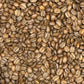 Supernova Espresso