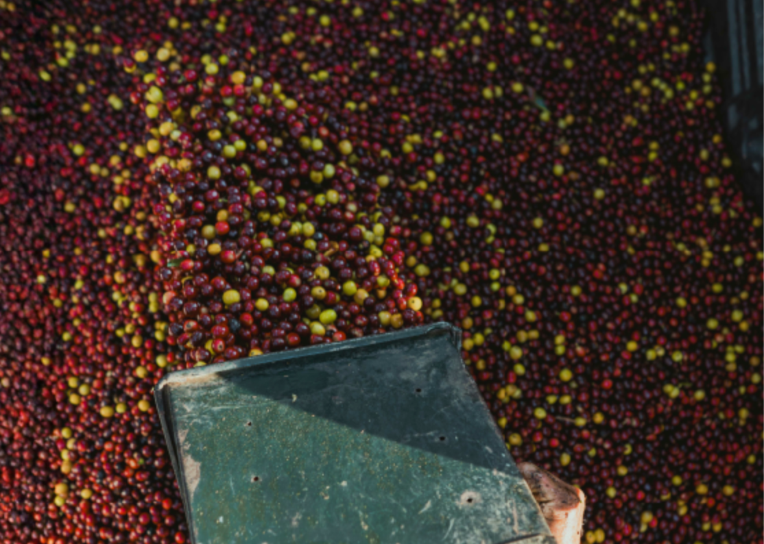 Cold Brew Beans