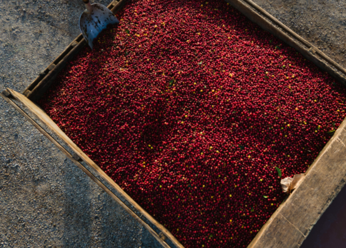 Cold Brew Beans