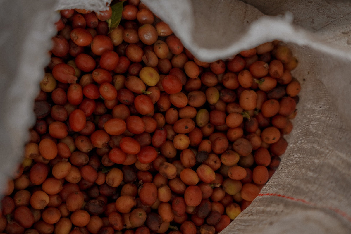 Solo Sabado (Terra Coffee |  Microlot Semi-Washed Caturra)